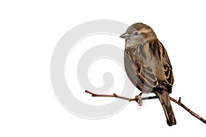 Sparrow bird perched on tree branch. House sparrow female songbird isolated on white background.