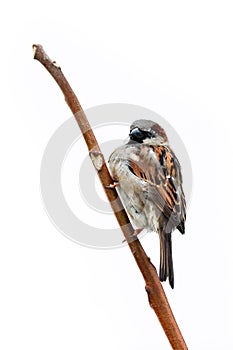 Sparrow bird perched on tree branch. House sparrow male songbird Passer domesticus sitting singing on brown wood branch