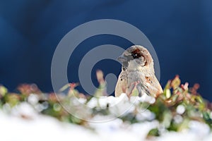Sparrow bird perched on tree branch. House sparrow female songbird