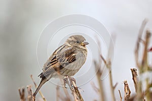 Sparrow bird perched on tree branch. House sparrow female songbird