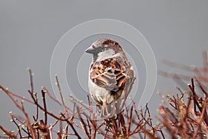 Sparrow bird perched on tree branch. House sparrow female songbird