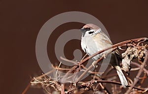 Sparrow bird perched on tree branch. House sparrow female songbird