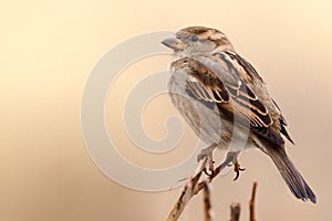 Sparrow bird perched on tree branch. House sparrow female songbird Passer domesticus sitting singing on brown wood branch