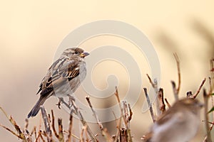 Sparrow bird perched on tree branch. House sparrow female songbird Passer domesticus sitting singing on brown wood branch