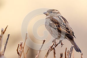 Sparrow bird perched on tree branch. House sparrow female songbird Passer domesticus sitting singing on brown wood branch