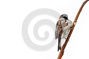 Sparrow bird perched on tree branch. House sparrow male songbird Passer domesticus sitting singing on brown wood branch isolated