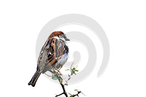 Sparrow bird perched on tree branch. House sparrow songbird isolated white background.