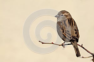 Sparrow bird perched on tree branch. Sparrow bird wildlife. Brown gold background.