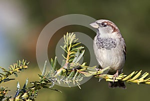 Sparrow bird resting on a branch