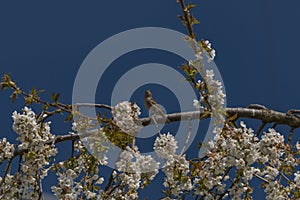 Sparrow bird singing on cherry tree branch with white bloom