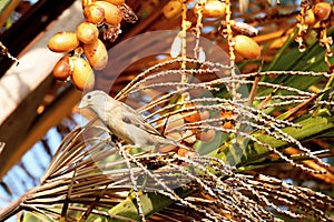 Sparrow Bird sitting on a palm tree trunk next to the fruit dates he likes to eat