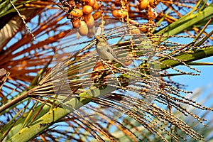 Sparrow Bird sitting on a palm tree trunk next to the fruit dates he likes to eat