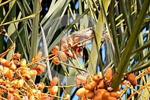 Sparrow Bird sitting on a palm tree trunk next to the fruit dates he likes to eat