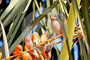 Sparrow Bird sitting on a palm tree trunk next to the fruit dates he likes to eat