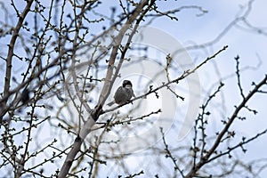 Sparrow bird sitting on the tree with bare branches in blue sky background