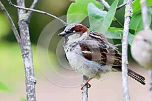 Sparrow bird sitting on tree branch. Sparrow songbird family Passeridae sitting and singing on tree branch amidst green leaves