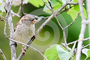 Sparrow bird sitting on tree branch. Sparrow songbird family Passeridae sitting and singing on tree branch amidst green leaves