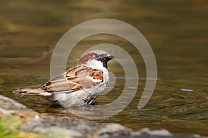 Sparrow bird sitting on water pond. Sparrow songbird family Passeridae refreshing, drinking and bathing inside clear water pond