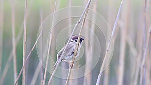Sparrow bird swinging on a twig in tall dry grass