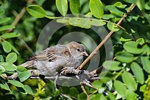 A sparrow bird on a tree branch with green leaves.