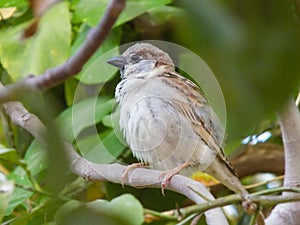 Sparrow Bird wildlife animal on tree background close up