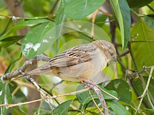 Sparrow Bird wildlife animal on tree background close up