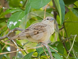 Sparrow Bird wildlife animal on tree background close up