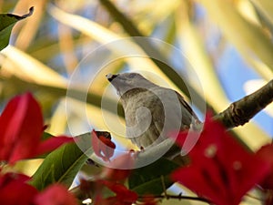 Sparrow Bird wildlife animal on tree red background close up nature beautiful feather Asian animals. wood leaf plant green back