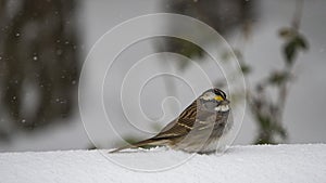 Sparrow bird in winter