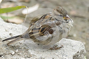 Sparrow Bird Young Feather Stone