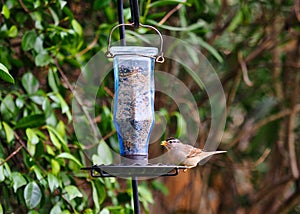 Sparrow on birder feeder close up photo