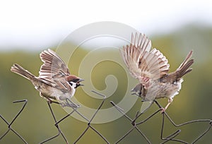 Sparrow birds flap their wings on the old fence