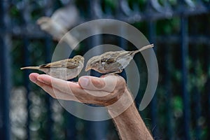 Sparrow birds picking grains in hand of a man