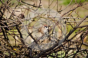 Sparrow, birds, spring, branches, shrubs, nature, settlements, birds in villages, birds in cities