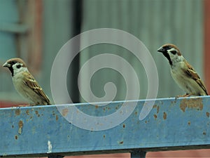 Sparrow Birds