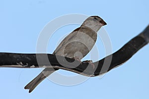 A sparrow on a blue background