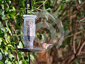 Sparrow on blue bird feeder photo