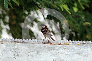 Sparrow on Boundary Wall