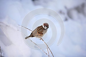 A sparrow on a branch