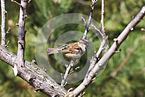 Sparrow on a branch