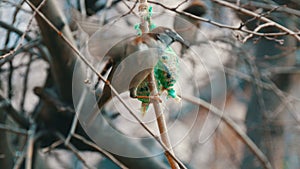 Sparrow on branch eats special food for birds from the feeder. Winter survival of birds