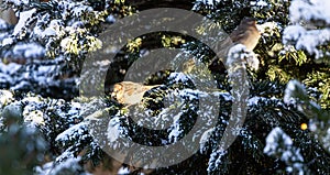 Sparrow on the branch of a fir tree covered with snow. Birds in winter.