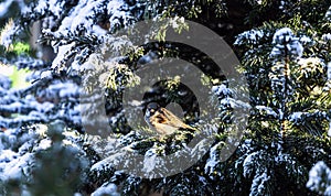 Sparrow on the branch of a fir tree covered with snow. Birds in winter.