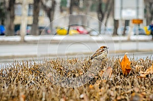 Sparrow on a branch