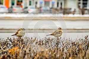 Sparrow on a branch