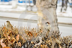 Sparrow on a branch photo