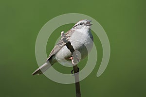 Sparrow On A Branch Singing