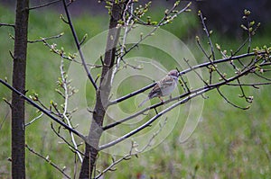 Sparrow on the branch. Sparrow with a twig, searching for a material to build a nest. Birds on a tree. Little birds