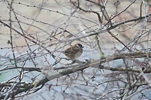 Sparrow on the branch of a tree on nature