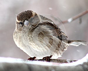 Sparrow